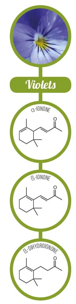 香精與香料(17)-香型與分子結構特征的關系