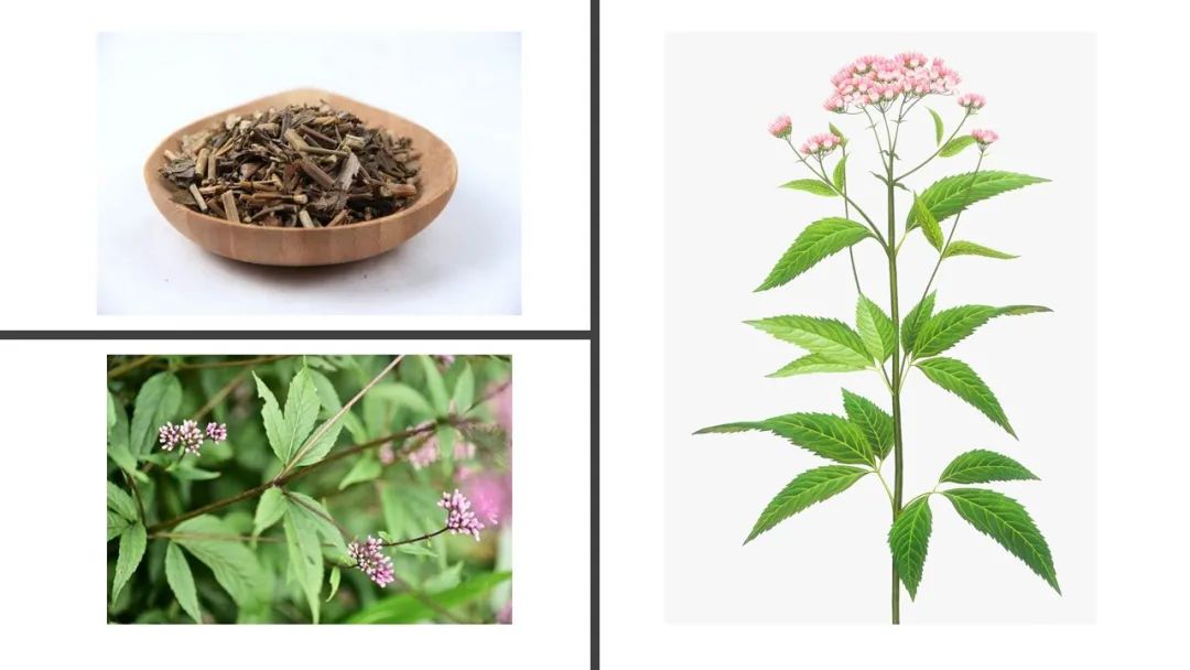 香精與香料(99)—佩蘭(Eupatorium fortunei )