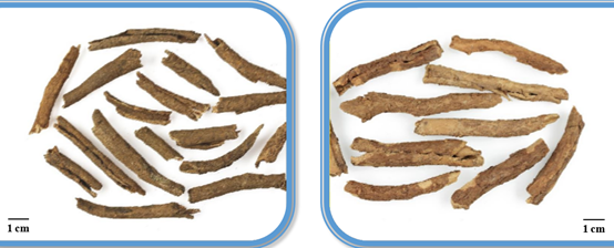 香精與香料(130)—五加皮