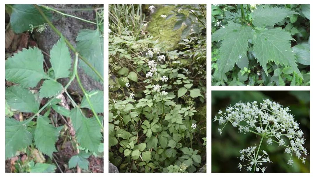 香精與香料(139)—茴芹Pimpinella anisum