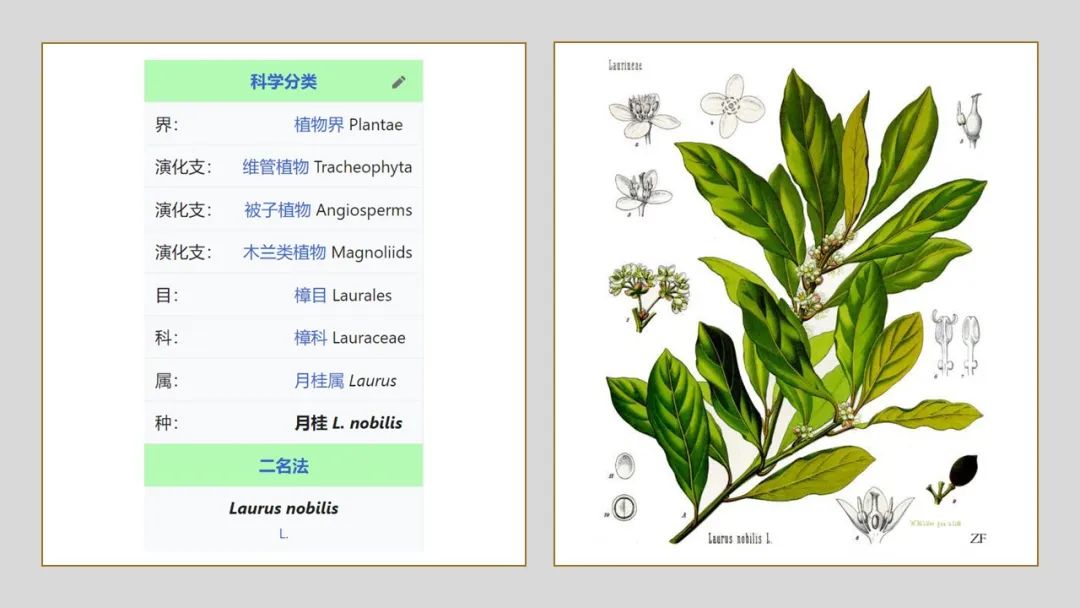 香精與香料(150)—月桂