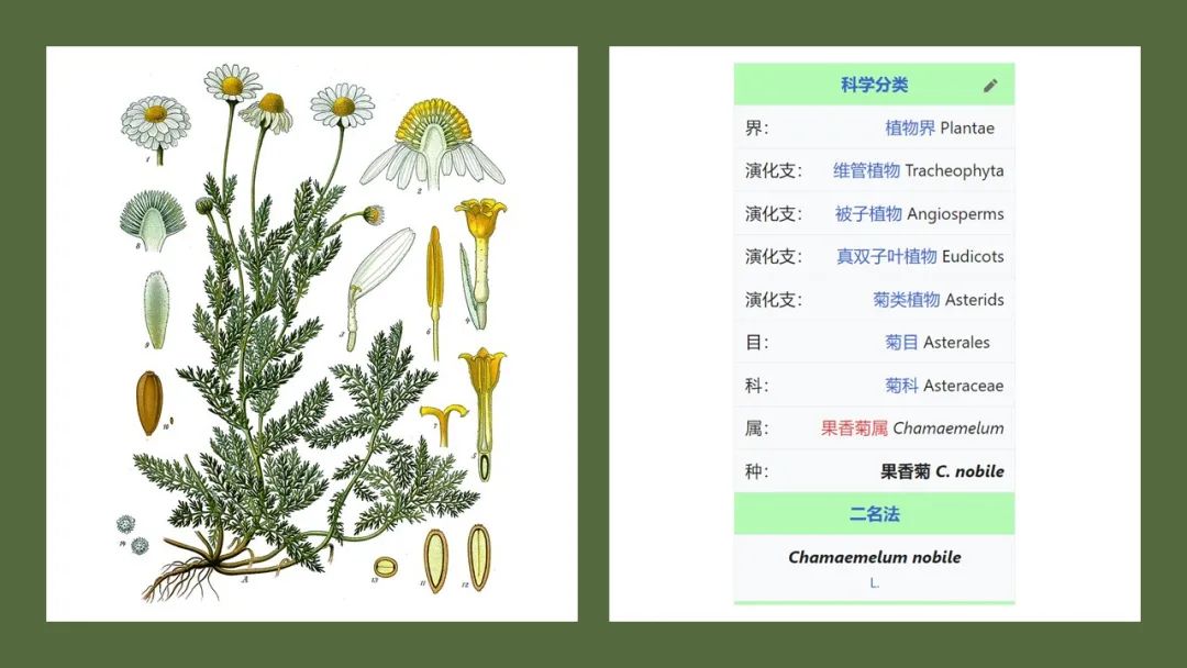 香精與香料(165)—洋甘菊