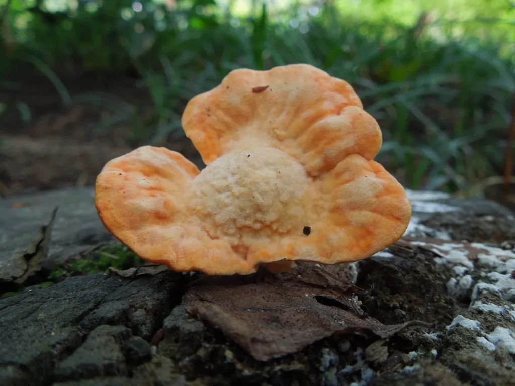 農業(yè)廢物作為微生物香精生產(chǎn)基質的潛力研究